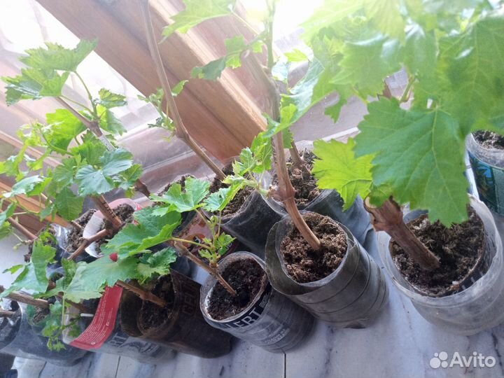 Саженцы винограда