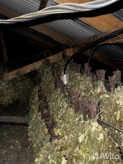 Березовые веники