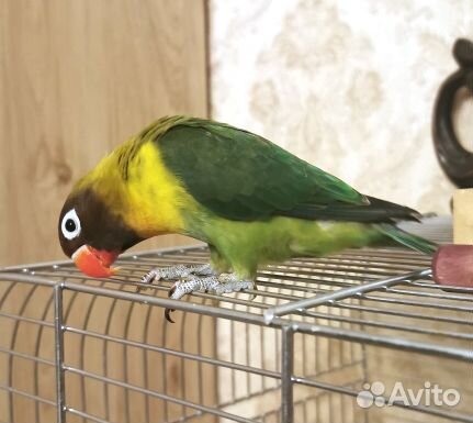 Попугай неразлучник, масковый. Продам