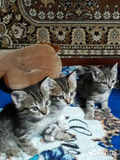 Кошка в дар бесплатно