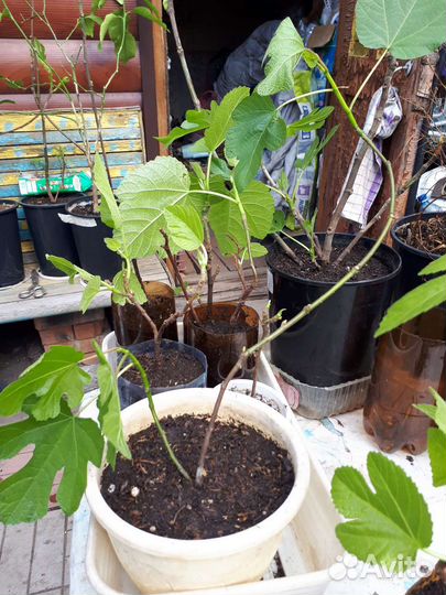 Рассада помидоринжир