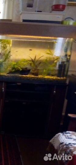 Аквариум под ключ