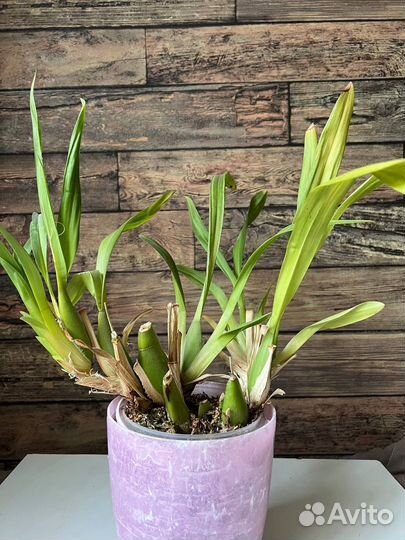 Орхидея Мильтония Sunset