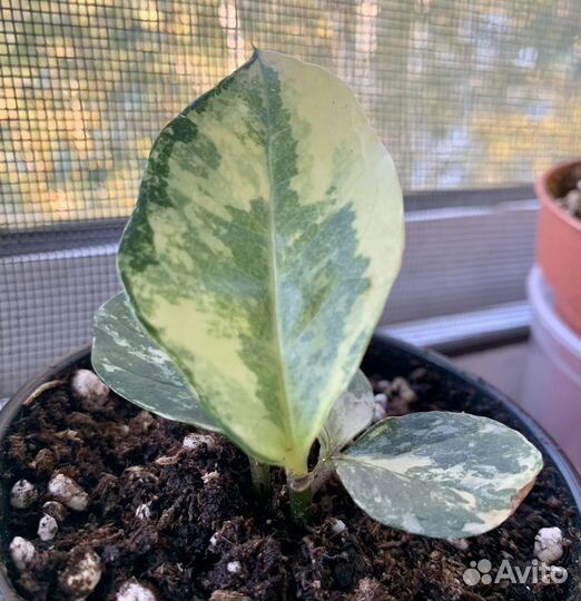 Замиокулькас вариегатный