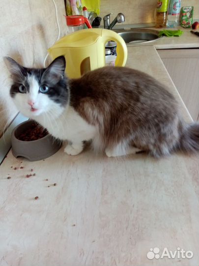 Продам молодого котика