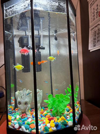 Аквариум