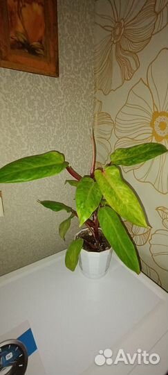 Комнатные цветы