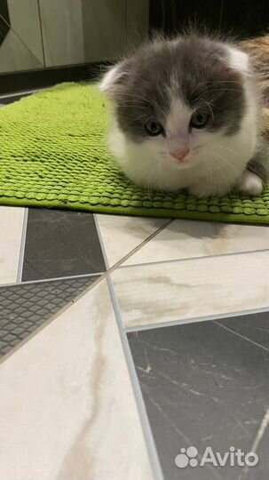 Шотландские котята