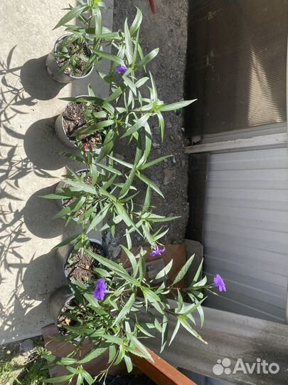 Петуния кустарник