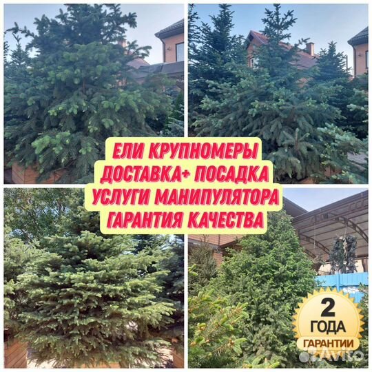 Крупномеры ели голубые в горшке