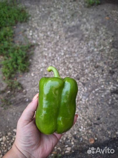Перец