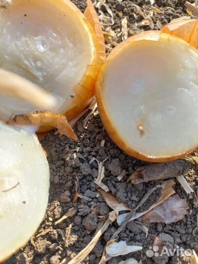 Лукк на перо