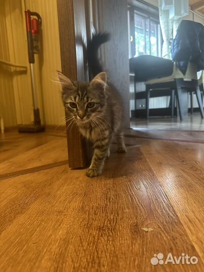 Котенок Бесплатно