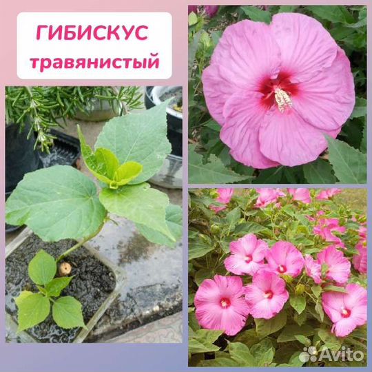 Растения для сада