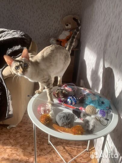 Бенгальская леопардовая кошка