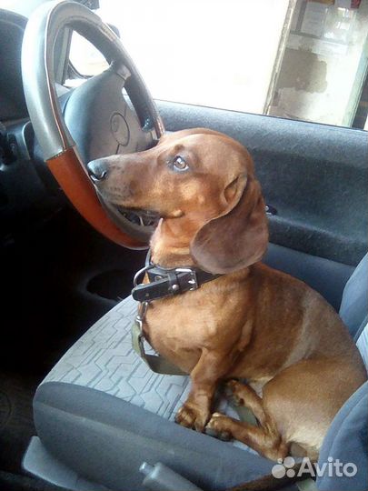 Такса вязка