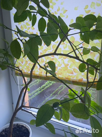 Лимон плодоносящий