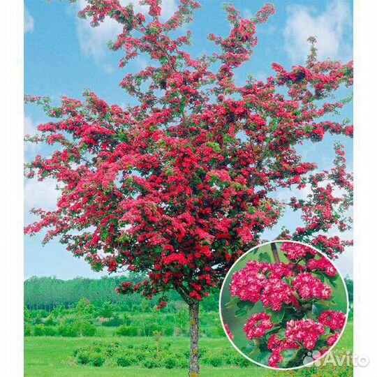 Саженцы Виноград жимолость, Смородина,Персики