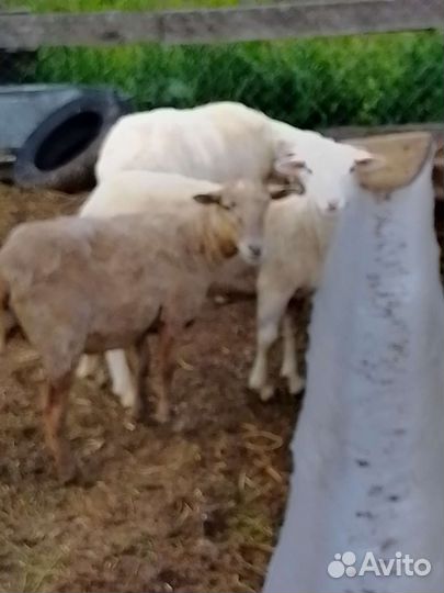 Овцы бараны