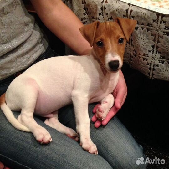 Возьму на передержку животных