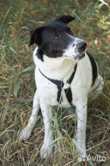 Добрый Смоки хочет домой