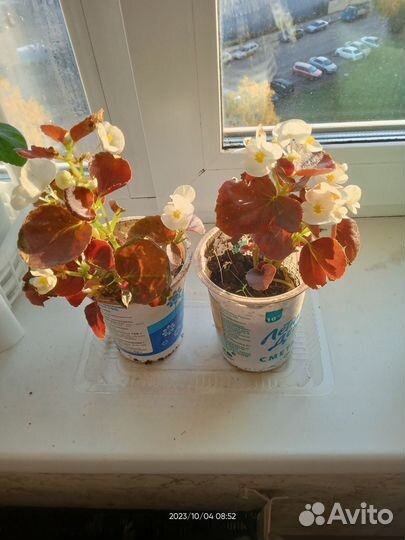 Бегония вечноцветущая