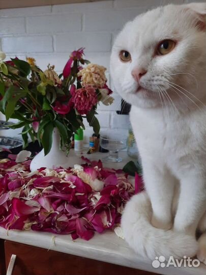 Британский вислоухий кот вязка