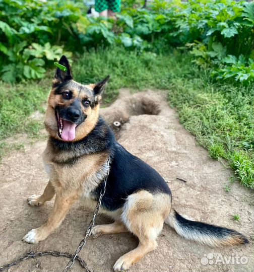 Собака в добрые руки