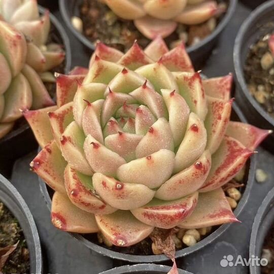 Совместная закупка редких суккулентов из Азии