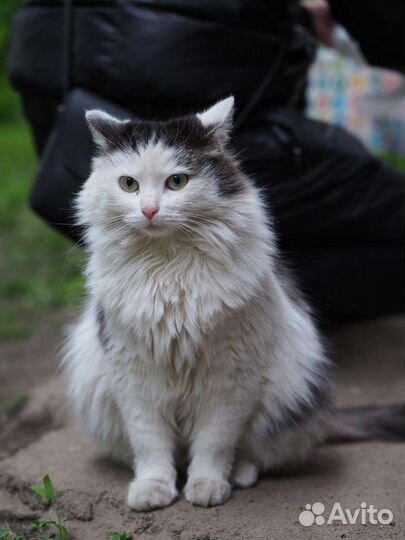 Анфису выставили за дверь и уехали