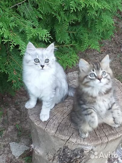 Четыре котёнка два месяца и три недели