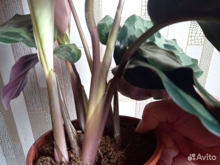 Калатея Хелен Кеннеди