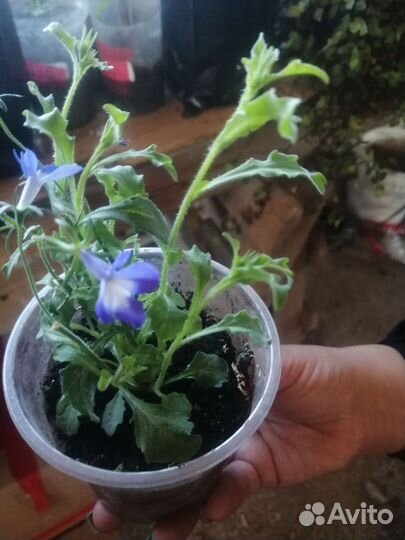 Цветы вегетативные