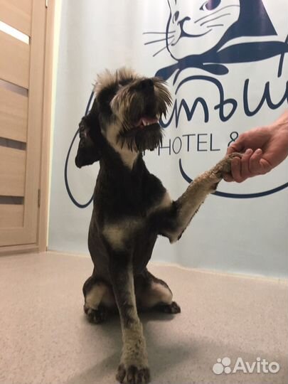 Зоогостиница (передержка) для собак и кошек