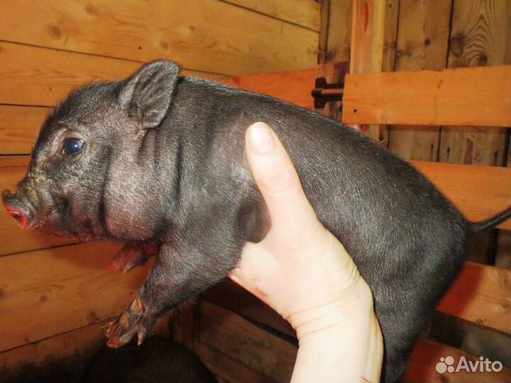 Вьетнамск вислобрюхий поросенок