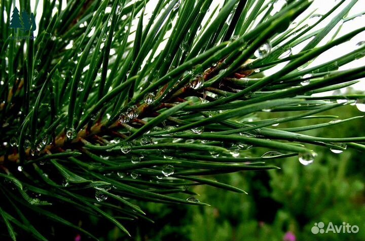 Сосна 2.71 м разные