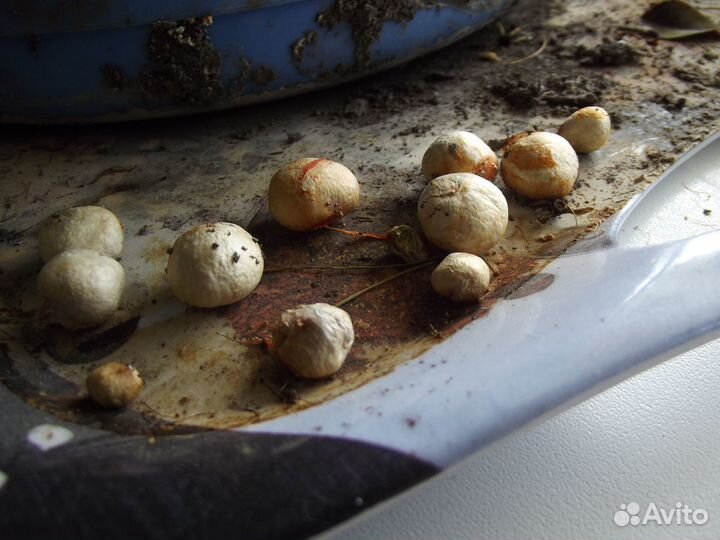 Суринамская вишня (Питанга, Eugenia) - семена