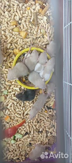 Крыса дамбо