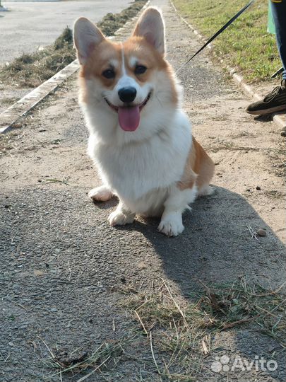 Вельш-корги пемброк вязка