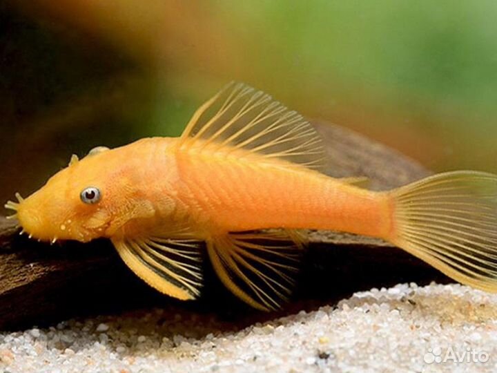 Анциструс L144