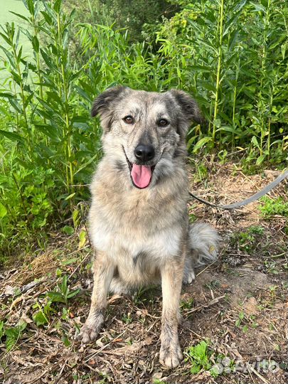 Собака девочка Айна 1,5 года ищет семью