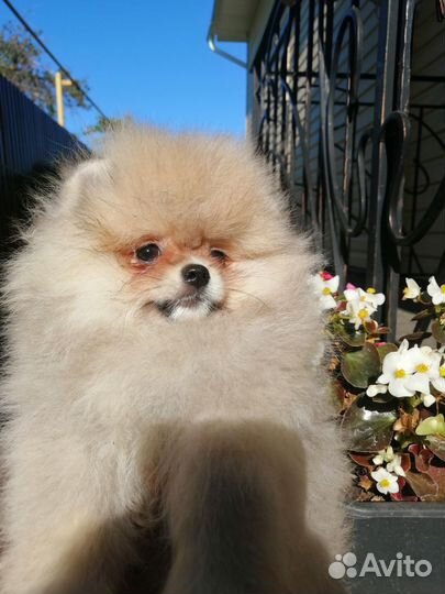 Шпицы померанские мишки