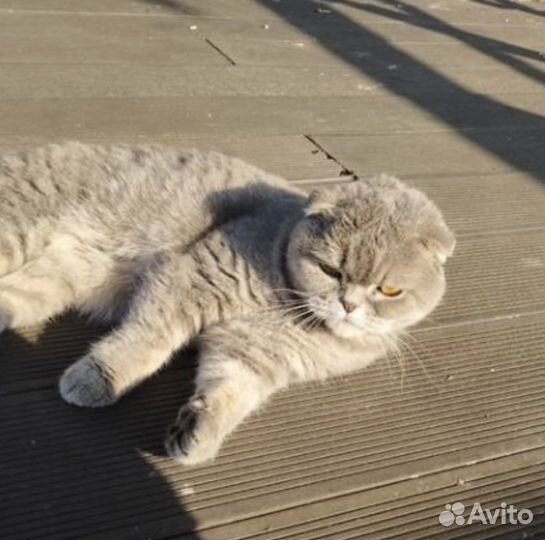 SOS спасите вислоухого Шотландского котика