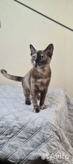 Котята Европейской Бурмы
