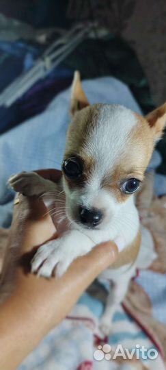 Щенки чихуахуа мини мальчики