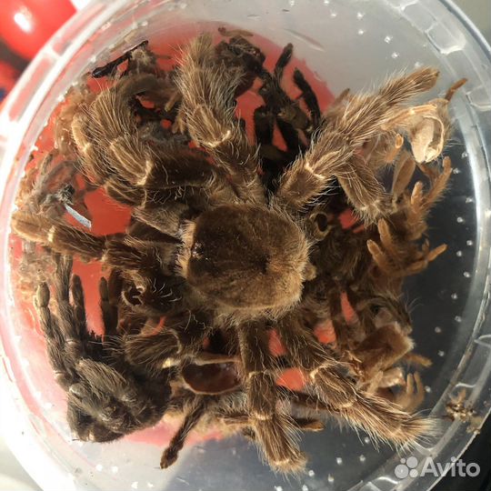 Шкурки (экзоскелеты) пауков