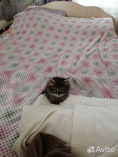 Котенок в добрые руки