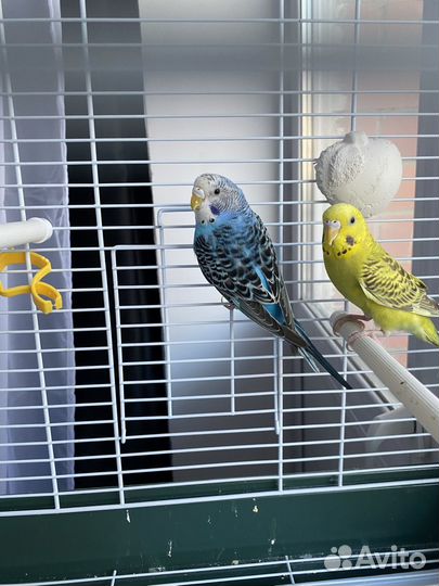 Волнистые попугаи с клеткой
