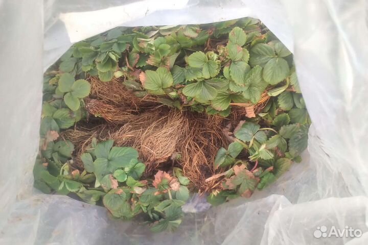 Фермерское хозяйство предлагает саженцы клубники