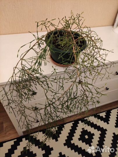 Хатиора - брызги шампанского. Большой куст